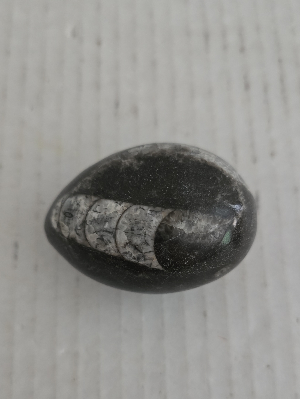 Hand Carved, Egg Shaped Orthoceras Fossil